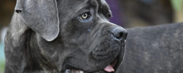 cane corso